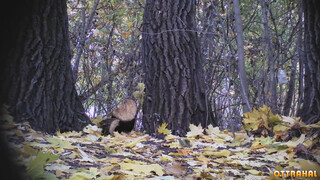 Писсинг взрослой женщины в лесу парка на скрытую камеру