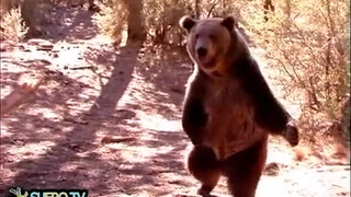 Видео секса голых амазонок